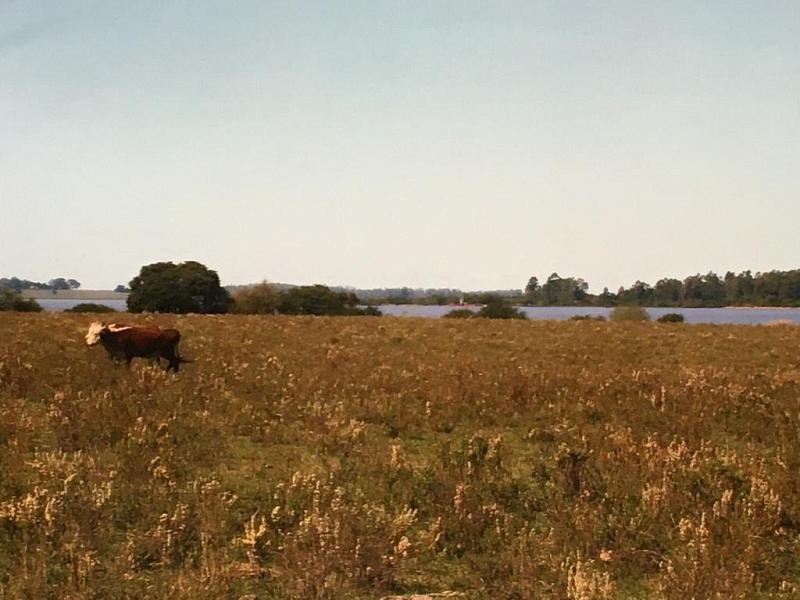Campo 240 has. en Salto con Costa al Río Uruguay